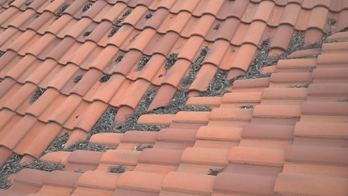 tile roof repair leaves